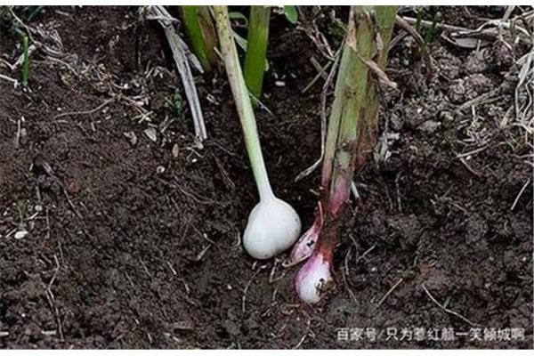 怎么种大蒜