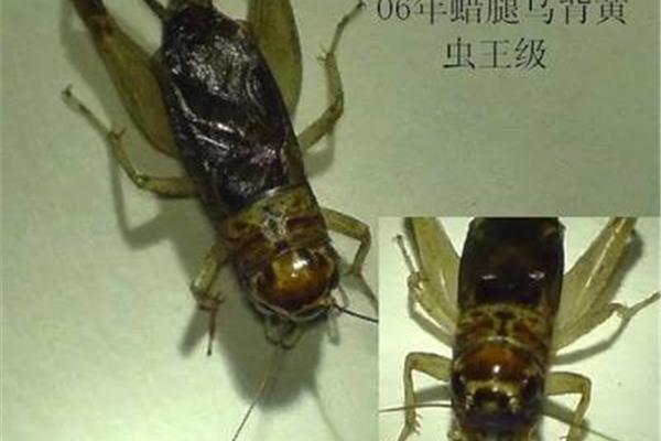 促织是什么意思