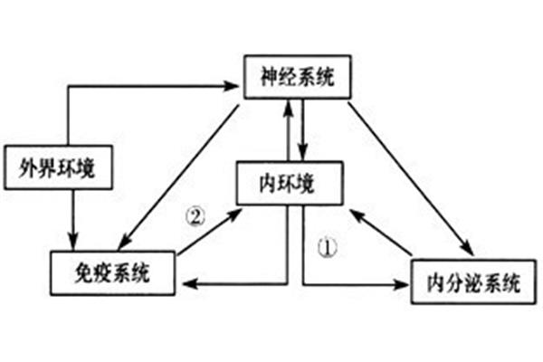 内环境作用