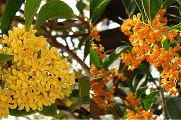 什么的桂花