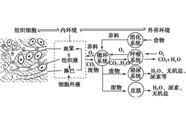 内环境作用