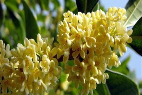 什么的桂花