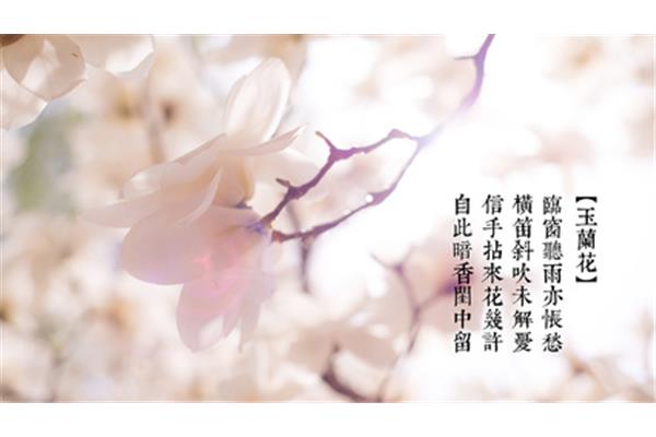 跟花有关的诗句