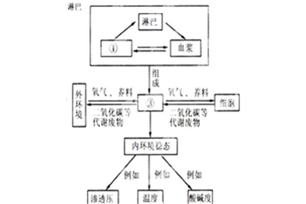 内环境作用