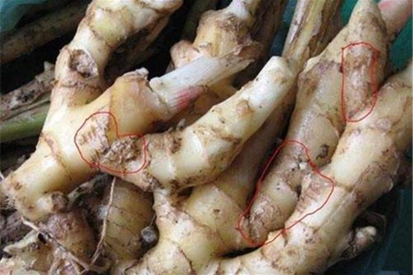 生姜是根还是茎