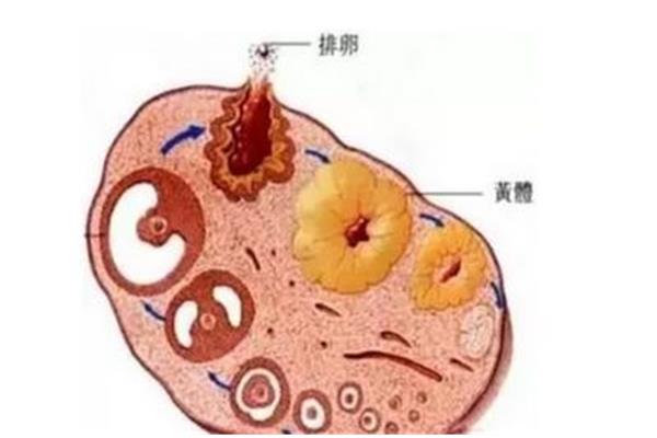 卵泡中期什么意思