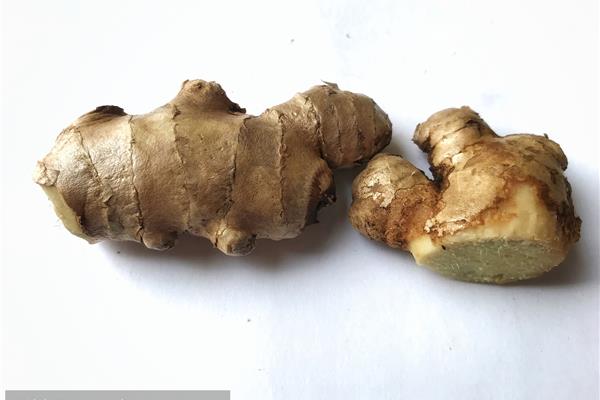 生姜是根还是茎