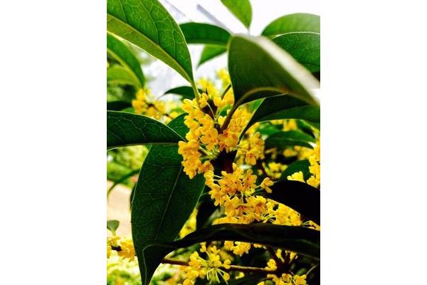 什么的桂花