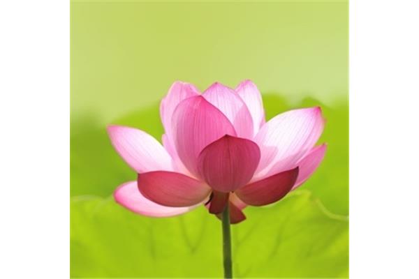 辩论赛万能回答