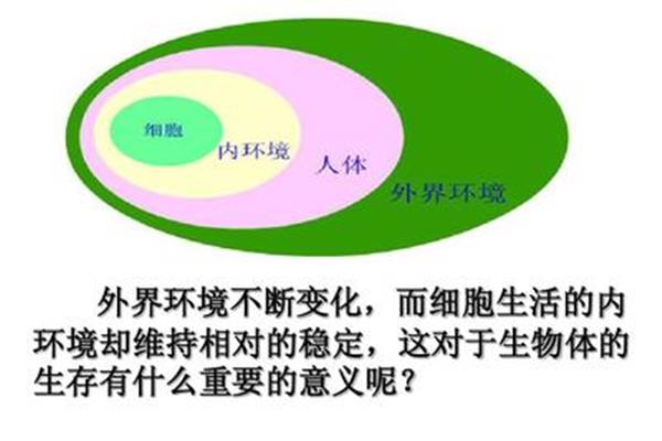 内环境作用