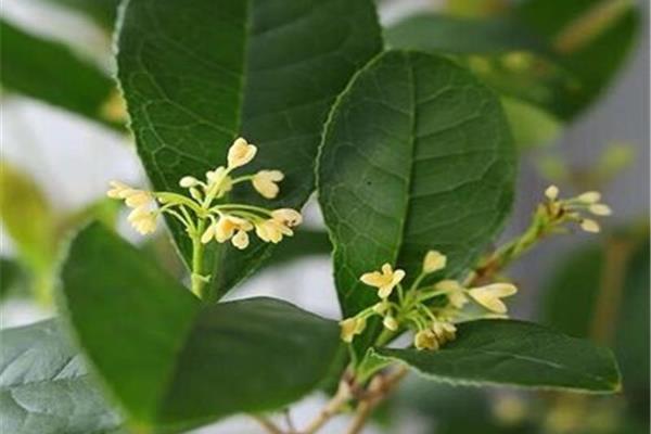 什么的桂花