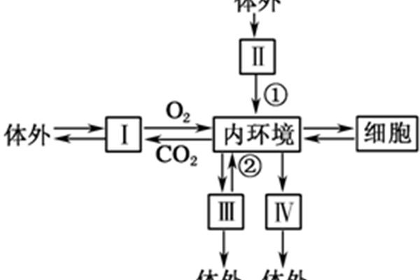 内环境作用