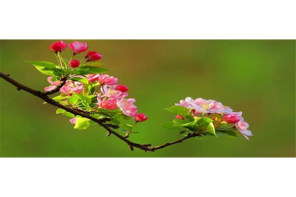 跟花有关的诗句