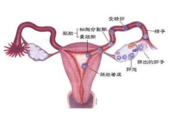 卵泡中期什么意思