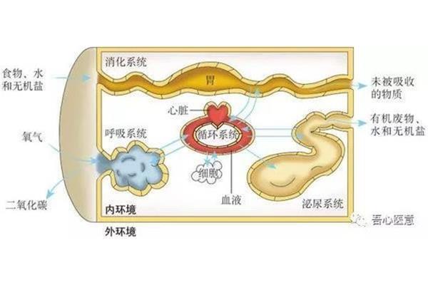 内环境作用