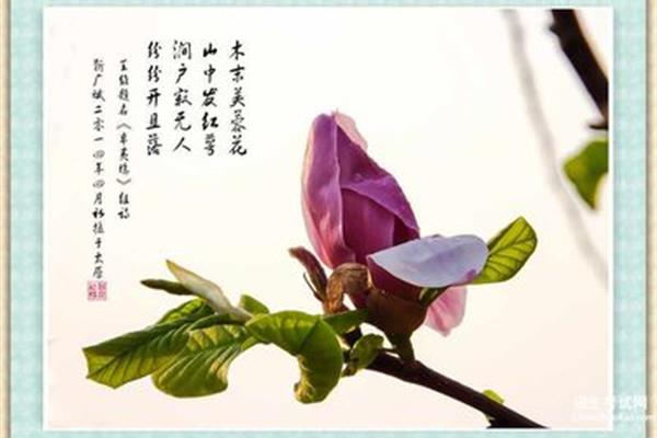 跟花有关的诗句