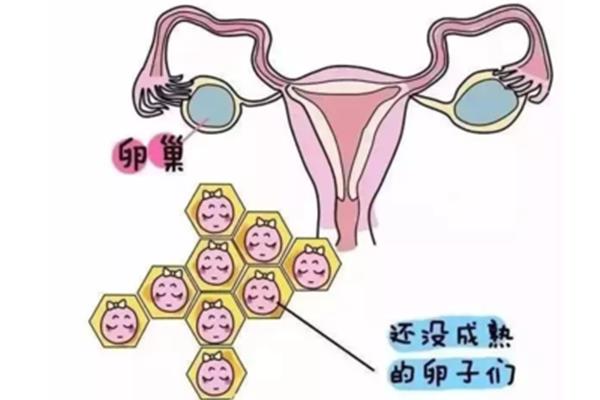 卵泡中期什么意思