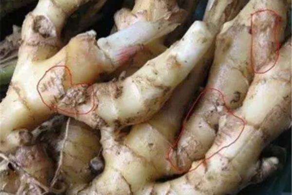 生姜是根还是茎