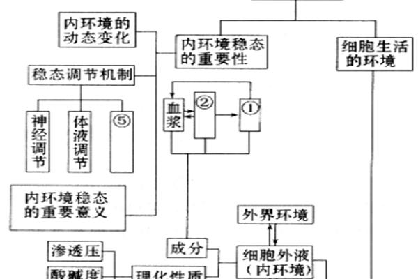 内环境作用