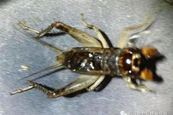 促织是什么意思