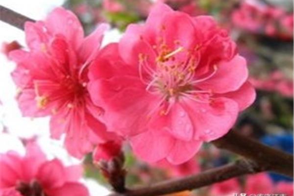 含花的四字词语