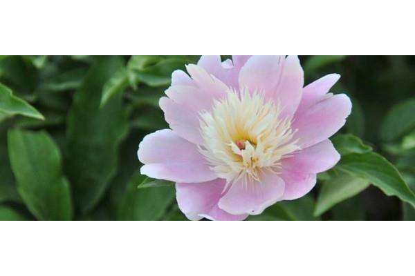 含花的四字词语