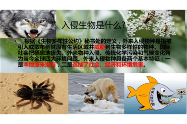 物种的定义