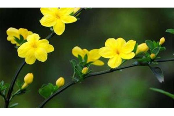 含花的四字词语