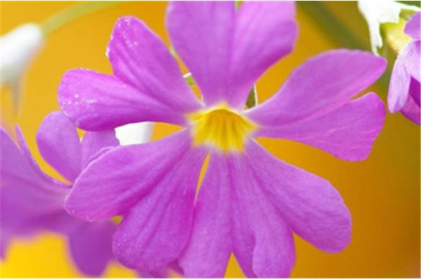 含花的四字词语