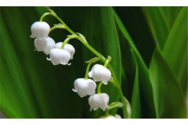 含花的四字词语