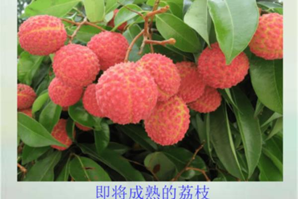 南州六月荔枝丹