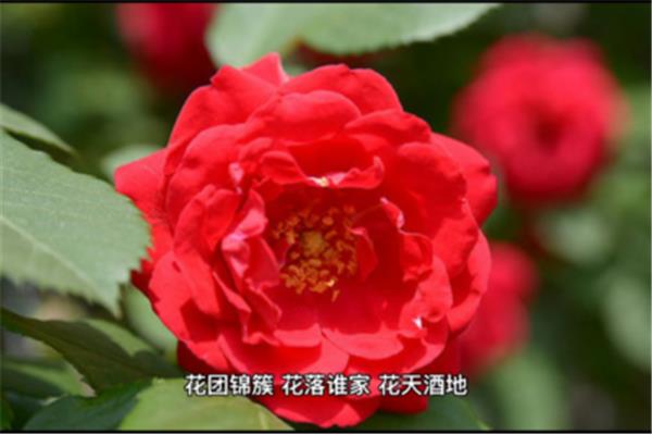 含花的四字词语