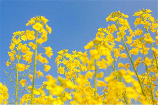 含花的四字词语