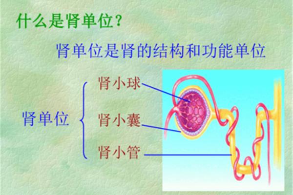 肾单位名词解释