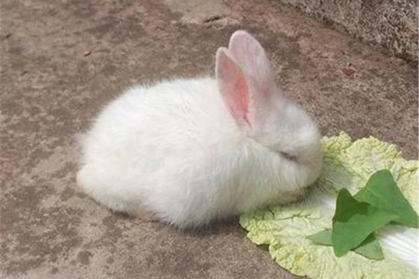 我喜欢的小白兔