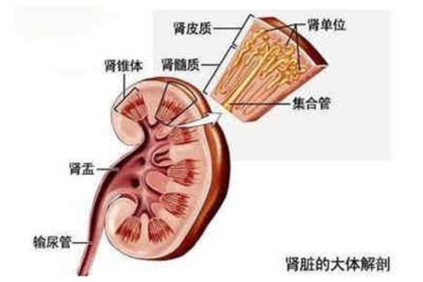 肾单位名词解释