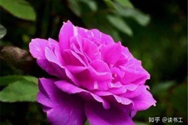 形容花的句子