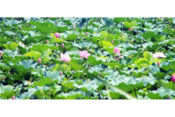 池塘的量词