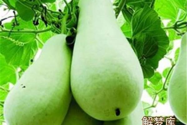 梦见瓜是什么意思