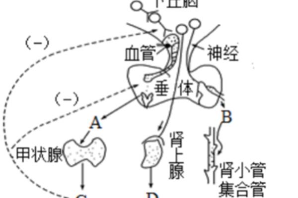 呼吸运动的调节