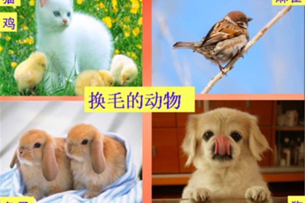 动物的过冬方式