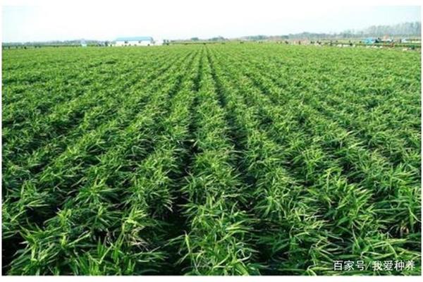 生姜种植技术