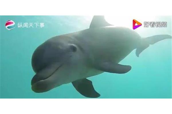海豚有牙齿吗