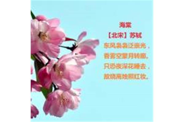 海棠的诗句