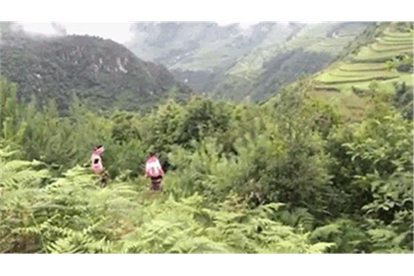 什么山什么野