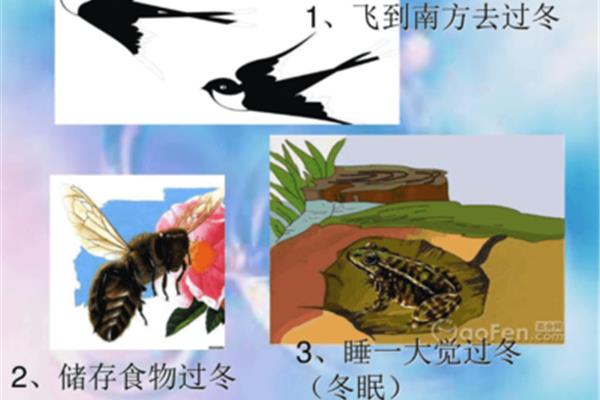动物的过冬方式