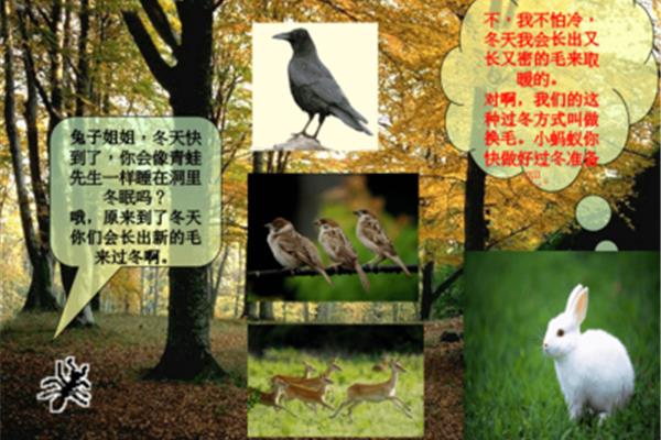 动物的过冬方式