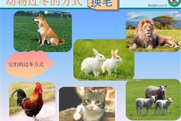 动物的过冬方式