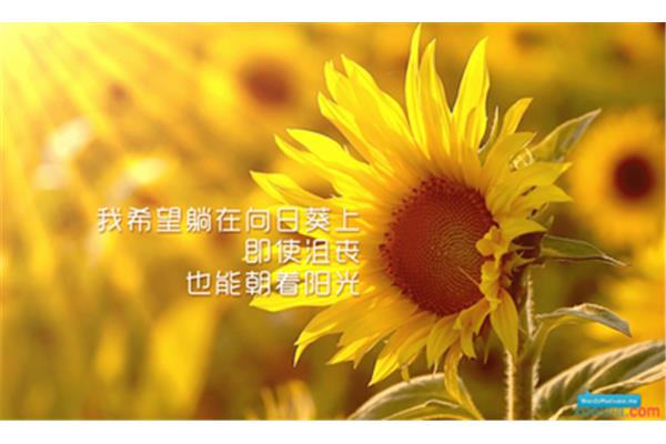 心态好的句子
