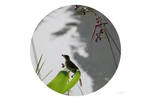 关于鸟的诗句古诗